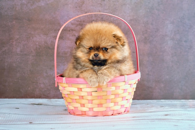 Lindo cachorro Pomerania de 2 meses de edad se sienta en una canasta