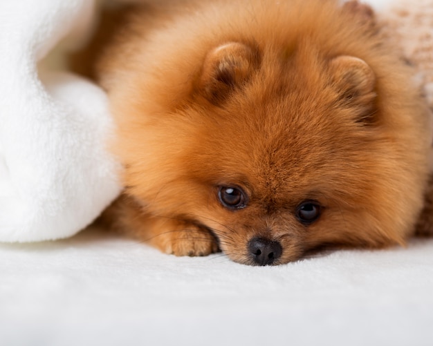 Lindo cachorro pomerânia. Melhores amigos