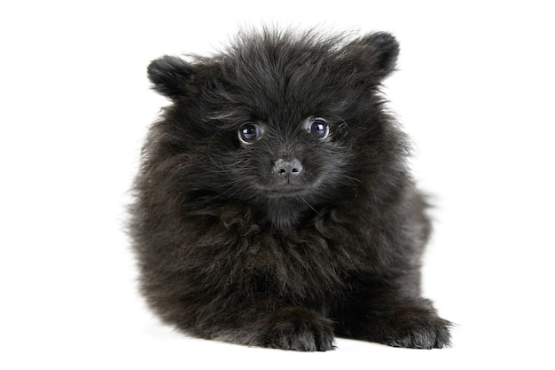 Lindo cachorro de pomerania negro spitz sentado