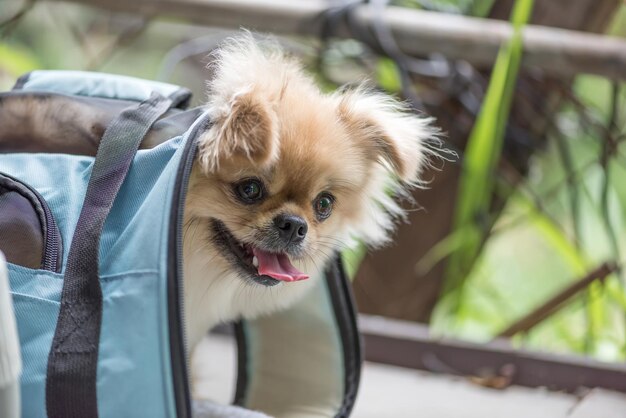 Lindo cachorro Pomerania perro pequinés de raza mixta en una bolsa con felicidad