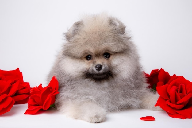 Lindo cachorro pomeraniano esponjoso con un ramo de flores de primavera sobre un fondo blanco