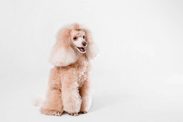 Lindo cachorro poodle miniatura isolado em um fundo branco. Preparação do cão. Penteado de cachorro