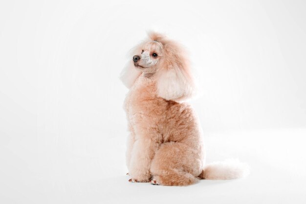 Lindo cachorro poodle miniatura isolado em um fundo branco. Preparação do cão. Penteado de cachorro