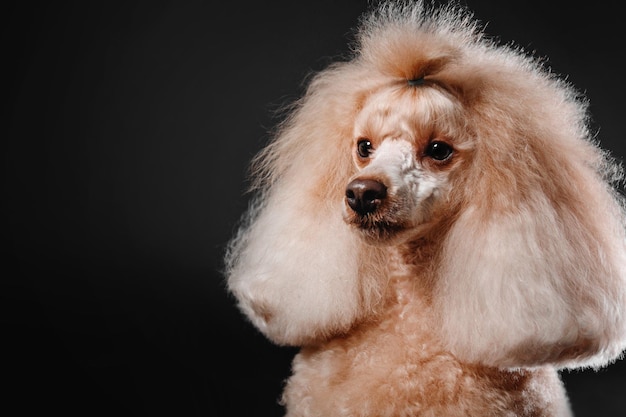 Lindo cachorro poodle miniatura isolado no fundo preto. Preparação do cão. Penteado de cachorro