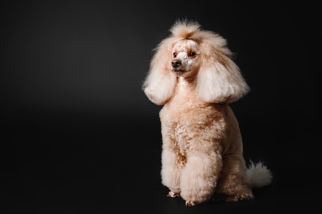 Lindo cachorro poodle miniatura isolado no fundo preto. Preparação do cão. Penteado de cachorro