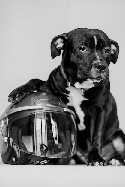 lindo cachorro preto com capacete de motociclista