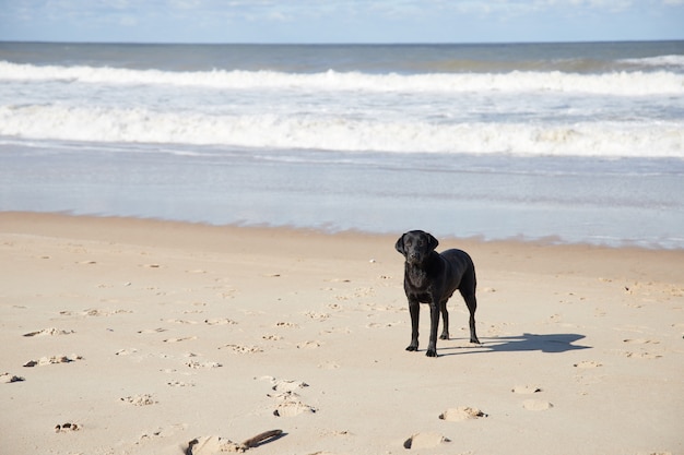 Lindo cachorro preto em frente ao mar em um dia ensolarado na praia