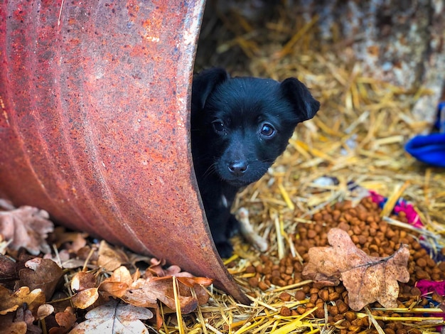 Foto un lindo cachorro que se esconde: detenga el abandono de animales