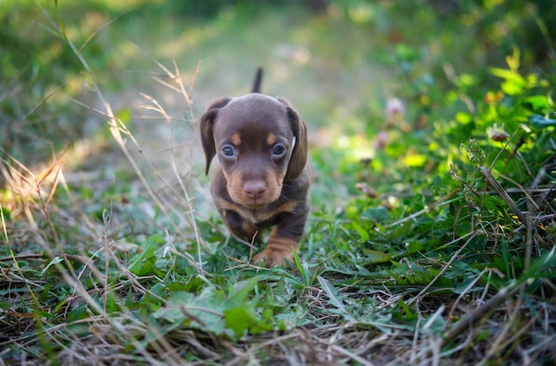 Lindo cachorro de la raza dachshund de color café camina sobre la hierba