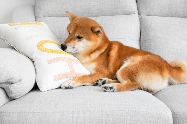 Foto lindo cachorro de raza japonesa durmiendo siesta solitaria