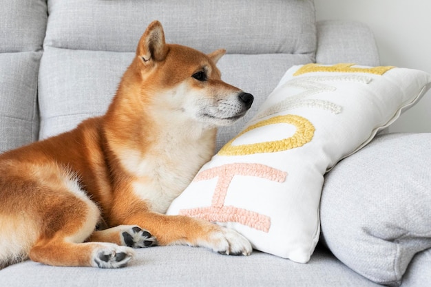 Lindo cachorro de raza japonesa durmiendo siesta solitaria