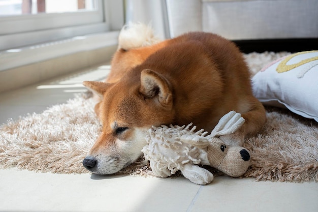 Lindo cachorro de raza japonesa durmiendo siesta solitaria