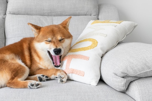 Foto lindo cachorro de raza japonesa durmiendo siesta solitaria