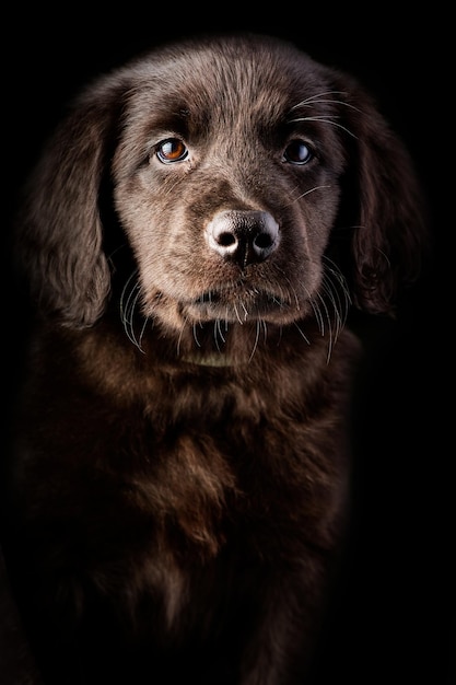 Lindo cachorro retrato sobre fondo negro raza Hovawart lindo y divertido cachorro joven