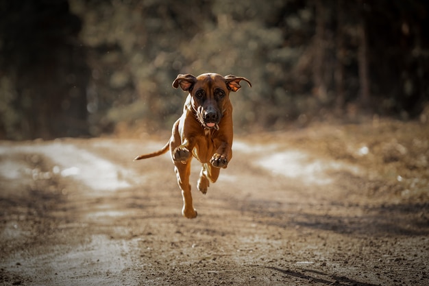 Lindo cachorro rhodesian ridgeback hound ao ar livre em uma floresta