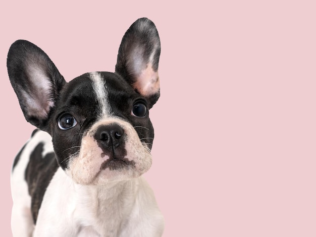 Lindo cachorro sentado en la mesa Foto de estudio