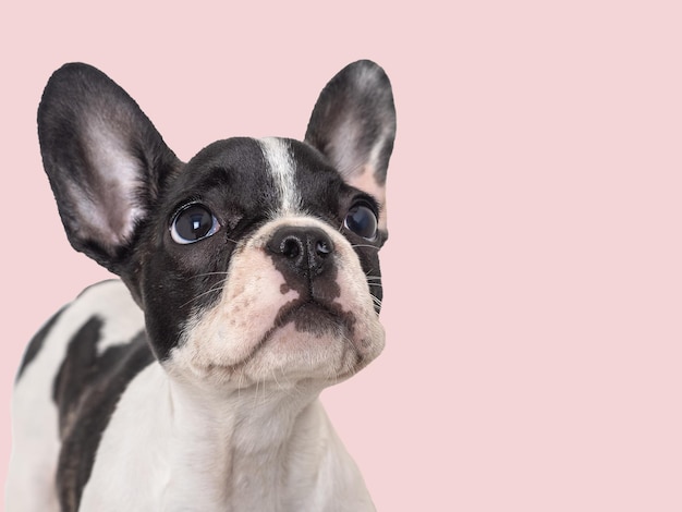 Lindo cachorro sentado en la mesa Foto de estudio