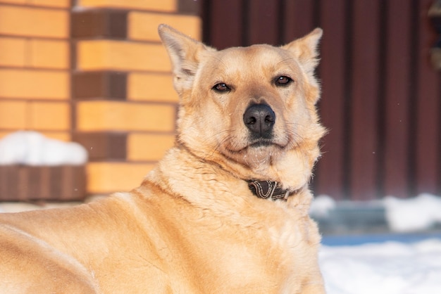 Lindo cachorro sério deitado no chão na neve perto da cerca da casa de campo do proprietário. Cão de guarda grande e orgulhoso