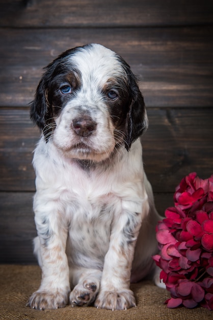 Lindo cachorro de Setter inglés