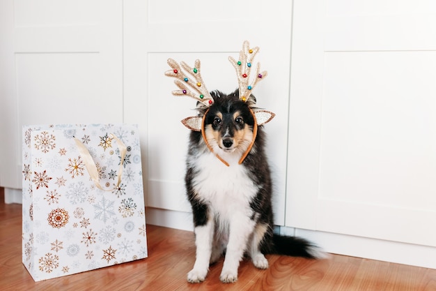 Lindo cachorro de shelty con cuernos de ciervo de Navidad