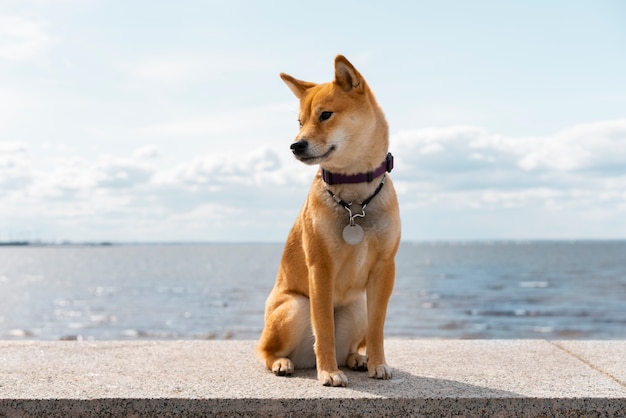 Foto lindo cachorro shiba inu à beira-mar