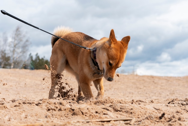Foto lindo cachorro shiba inu cavando na areia