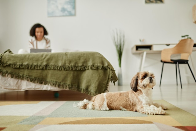 Foto lindo cachorro shih tzu deitado no chão