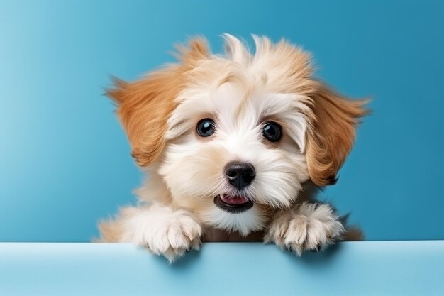 Un lindo cachorro de Shih tzu en un fondo azul