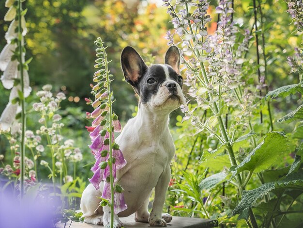 Lindo cachorro se sienta en un prado cerca de flores en crecimiento