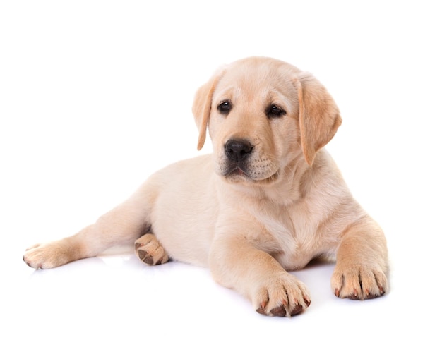 Foto un lindo cachorro sobre un fondo blanco