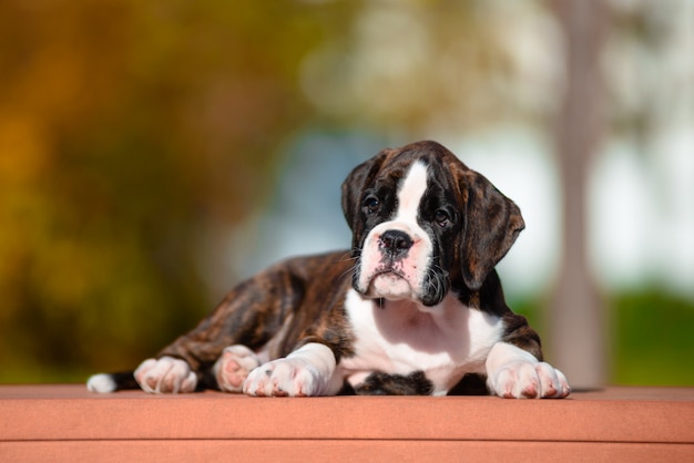 Foto lindo cachorro de tigre raza boxer en otoño parque.