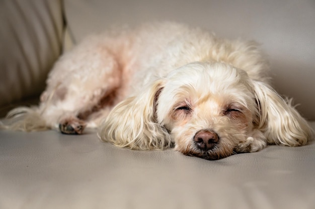 Lindo cachorro velho descansando em um móvel