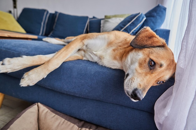 Lindo cachorro vermelho com orelhas grandes está deitado no sofá em vez de seu lugar na cama do cachorro