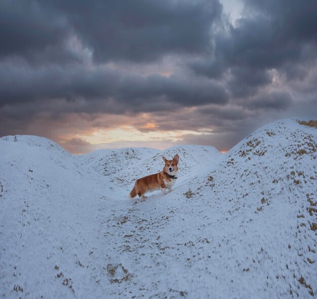 Lindo cachorro vermelho pembroke welsh corgi reproduzindo no inverno na neve no fundo do céu ao pôr do sol