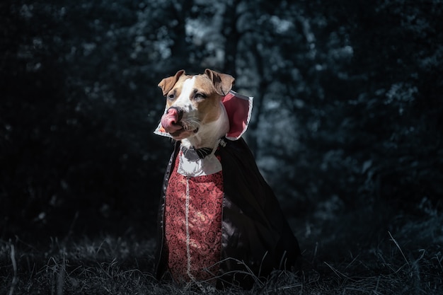 Lindo cachorro vestido de vampiro na floresta escura ao luar. Filhote de cachorro staffordshire terrier fofo com fantasia de vampiro de halloween lambendo a língua, baleado em voz baixa