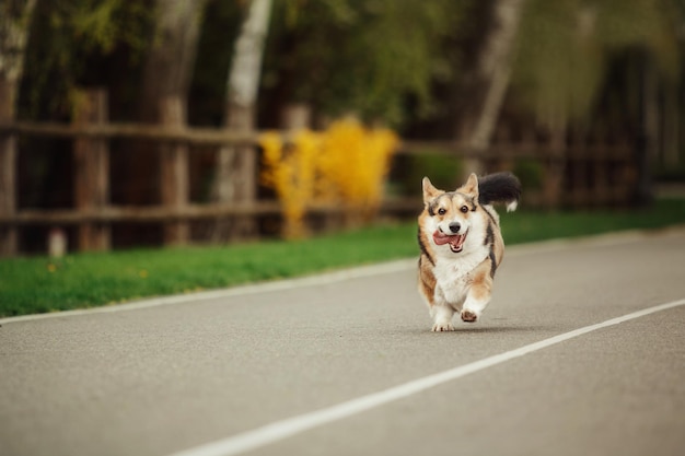 Lindo cachorro Welsh Corgi ao ar livre