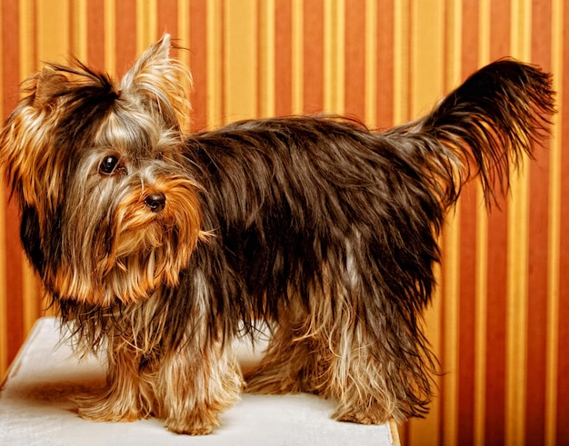 Lindo cachorro Yorkshire Terrier de cerca