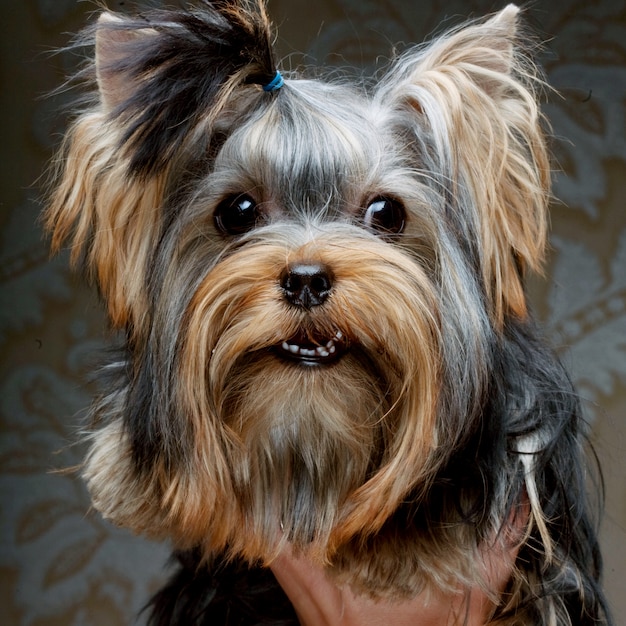 Lindo cachorro de Yorkshire Terrier