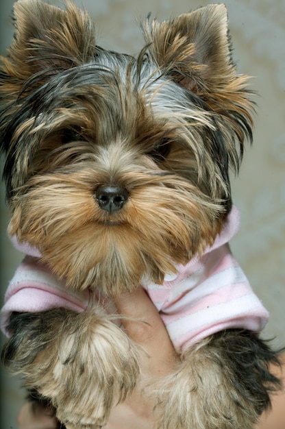 Lindo cachorro de yorkshire terrier.