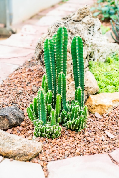 lindo cacto em planta de casa