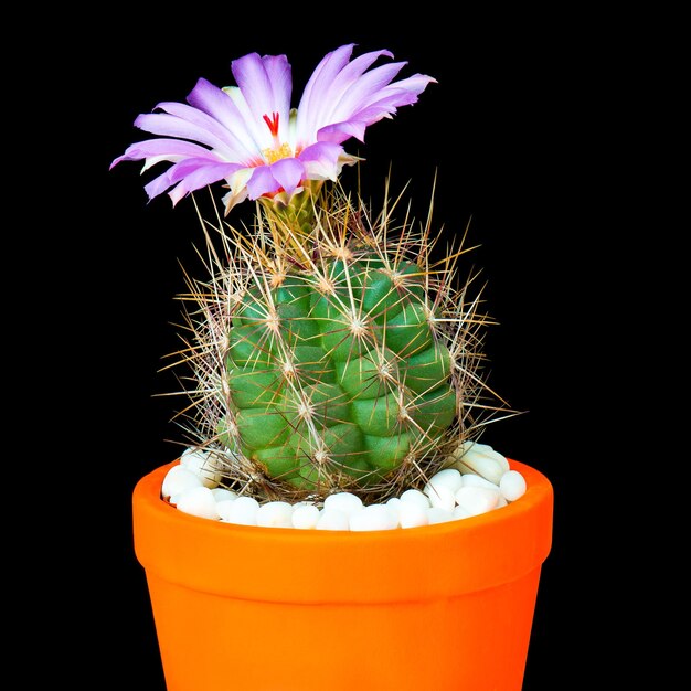 Lindo cacto em vaso de flores em fundo preto