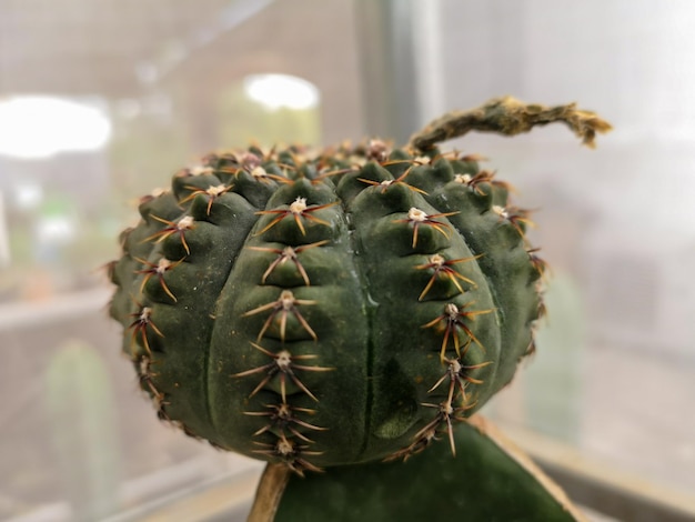 Lindo cacto gymnocalycium colorido na panela no jardim.