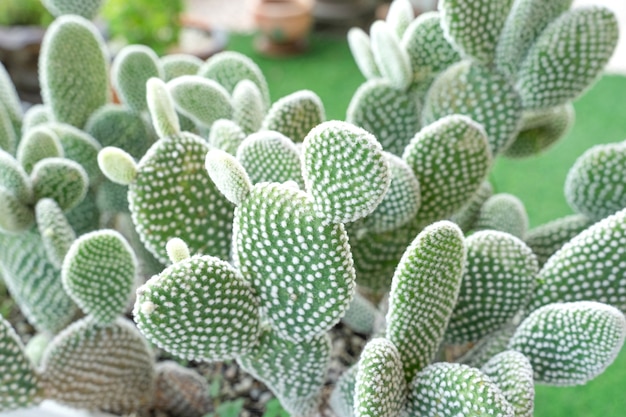 Lindo cacto no pote. Amplamente cultivada como planta ornamental. Foto de close-up de foco seletivo.