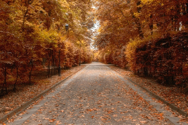 Lindo caminho no parque