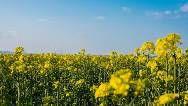 Lindo campo de canola amarela florescendo fazenda de colza retroiluminada com luz do sol Grande campo agrícola