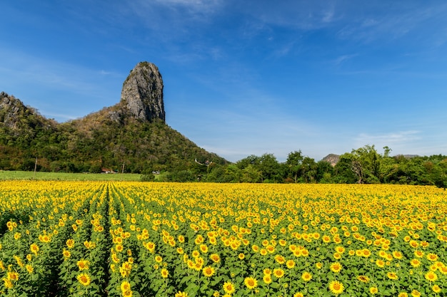 Lindo campo de girassóis no verão com céu azul na província de Lop Buri, TAILÂNDIA