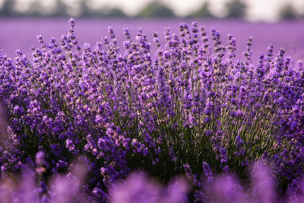 Lindo campo de lavanda ao nascer do sol com fundo de flor roxa