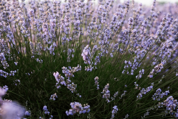 Lindo campo de lavanda ao nascer do sol com fundo de flor roxa