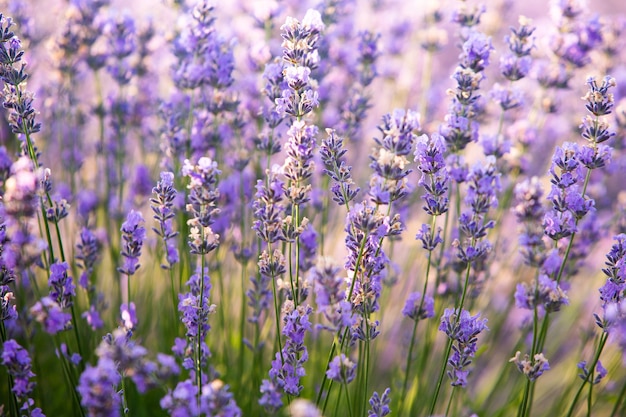 Lindo campo de lavanda ao nascer do sol com fundo de flor roxa