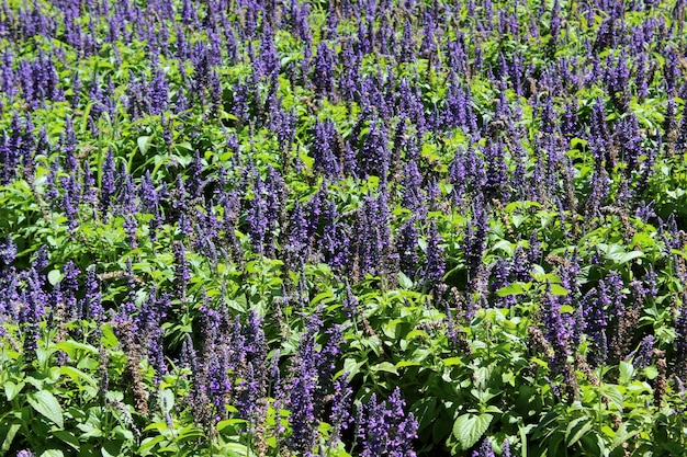 Lindo campo de lavanda em flor